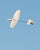 Libelle DLG in flight